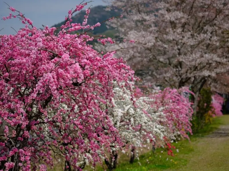 桃色と白の花桃