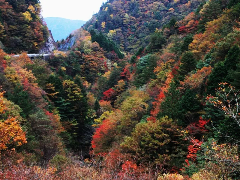 本谷の斜面を染める紅葉