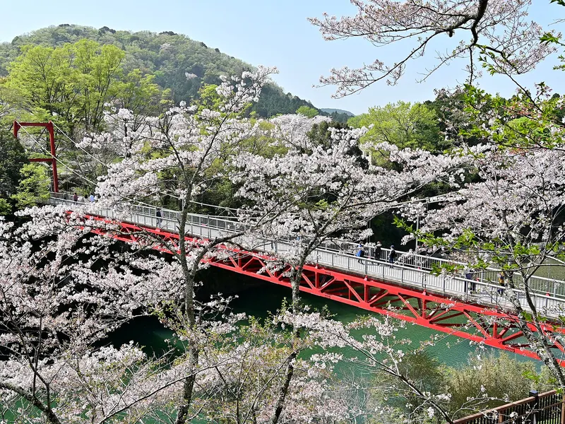 桜淵公園の桜と赤い橋