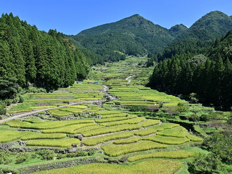 四谷の千枚田の石積みの棚田