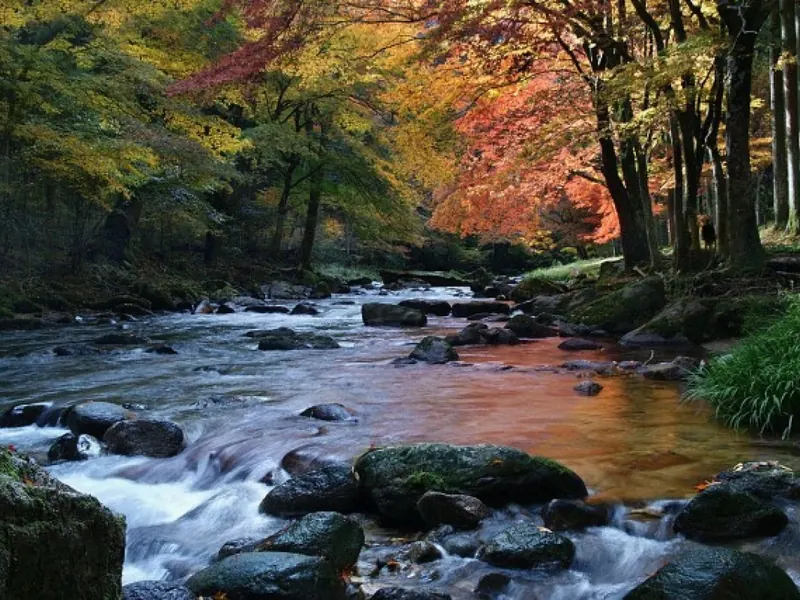 紅葉に包まれた巴川の流れ